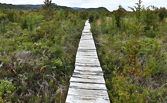 Boardwalk trail through Chiloé’s coastal forest. Panegyrics of Granovetter@Flickr