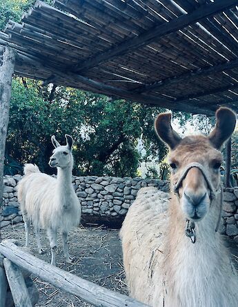 Llamas on a local farm, part of rural life in southern Chile