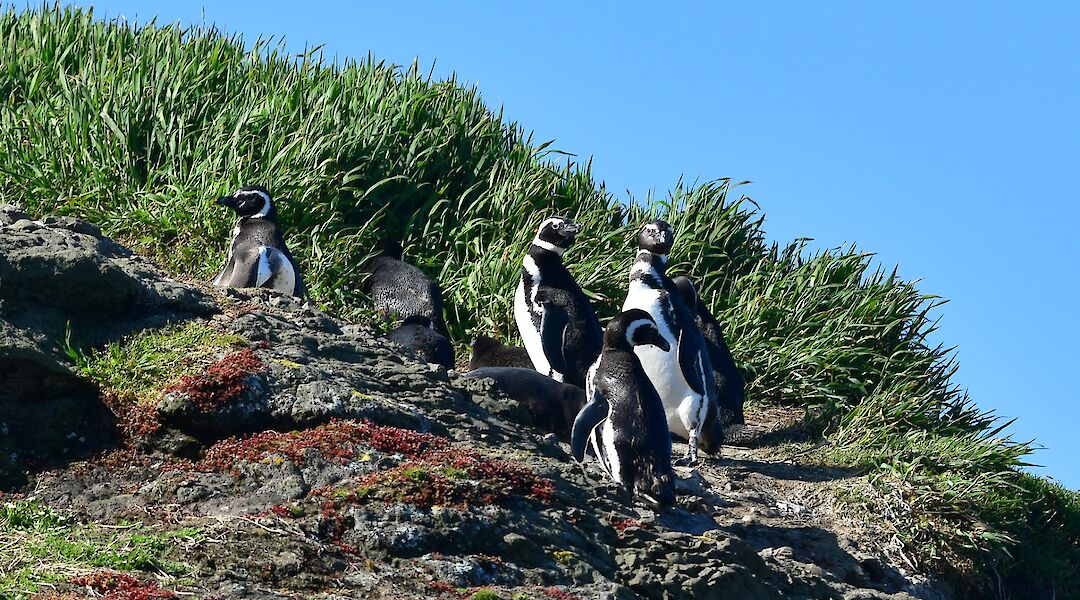 Penguins along the rocky coastline of Chiloé Island. Panegyrics of Granovetter@Flickr