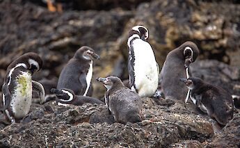 Penguin colony at Puñihuil on Chiloé Island. Murray Foubister@Flickr