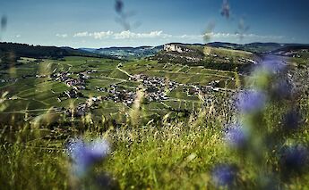 Rolling vineyard landscapes in the Rhône Valley. cc@cherrystone