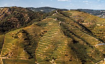 Terraced vineyards. cc@la buvette lyonnaise