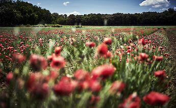 Wildflowers along the cycling route. cc@cherrystone