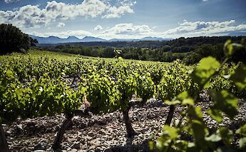 Vineyards overlooking the Rhône Valley countryside. cc@cherrystone