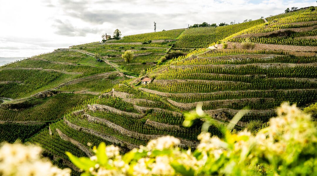 Terraced vineyards in the Rhône Valley. toST