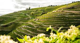 Rhône Valley Gourmet Cycling Tour
