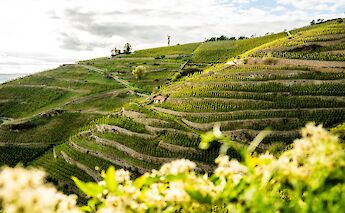 Terraced vineyards in the Rh&ocirc;ne Valley. toST