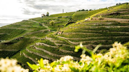 Rhône Valley Gourmet Cycling Tour