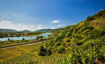 Vineyards overlooking the Rhône Valley. toST