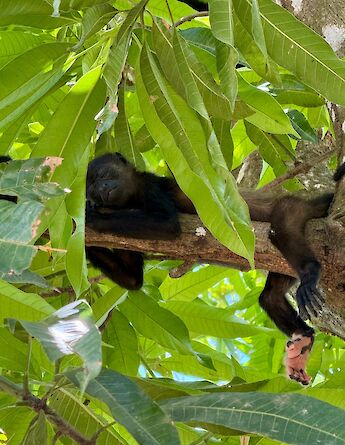 A baby monkey resting in the shade. cc-Heather