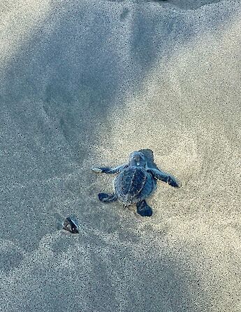 A newly hatched sea turtle makes its first journey to the ocean, cc-Heather