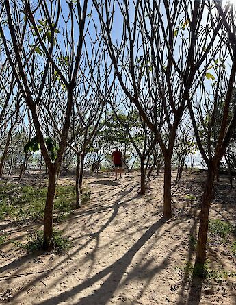 Trails through Guanacaste’s dry forest leading to the ocean. cc-Heather
