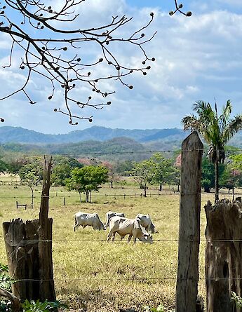 Rural Guanacaste landscapes with grazing cattle. cc-Heather