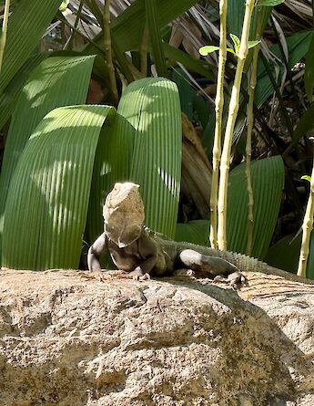 An iguana basking in the tropical sunshine. cc-Heather