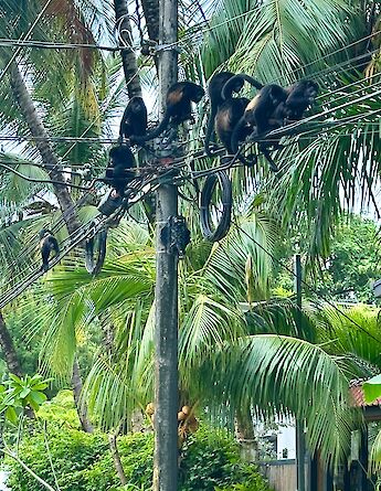 Howler monkeys gathering high in the palms. cc-Heather