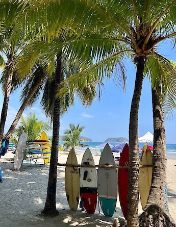 Colourful surfboards beneath the palms in Sámara. cc-Heather