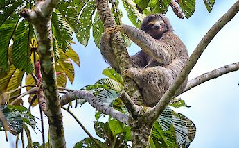 Sloths in Costa Rica. ZdenekMachacek@unsplash