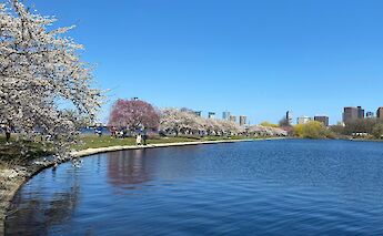 Blossom along the Charles River Esplanade, Boston, Massachusetts, USA. Lex Zhao@Unsplash