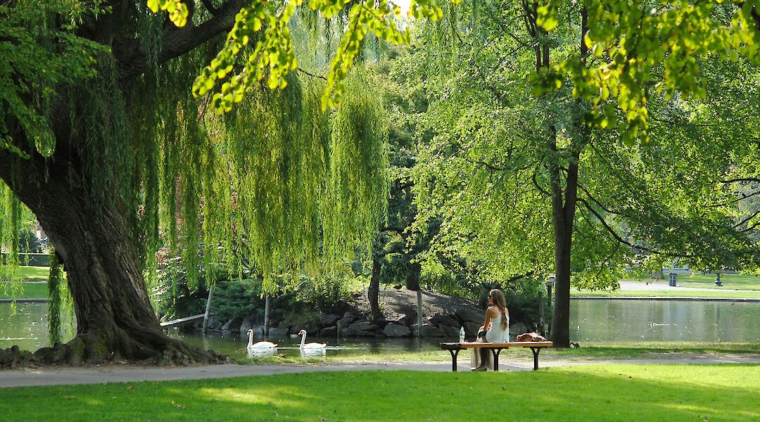 Willow trees in the Boston Public Gardens, Massachusetts, USA. Josephine Baran@Unsplash