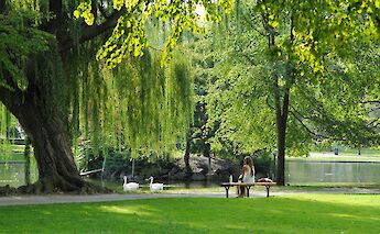 Willow trees in the Boston Public Gardens, Massachusetts, USA. Josephine Baran@Unsplash