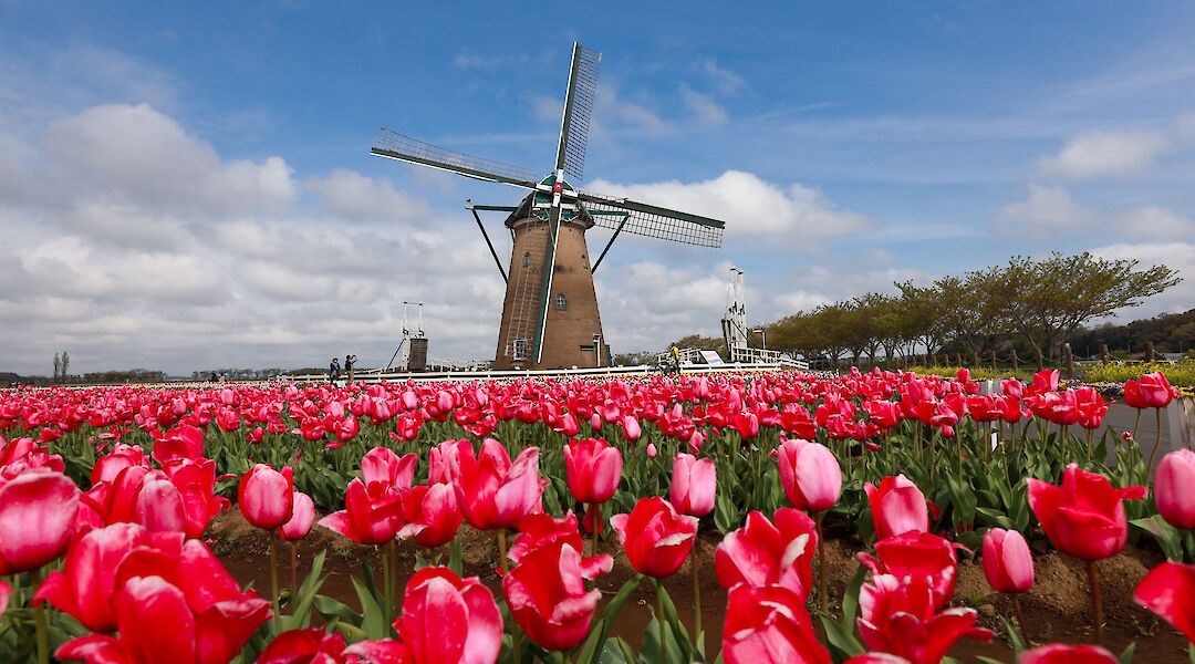 Vibrant tulip fields framed by one of Holland's iconic windmills. YeHan@Pexels