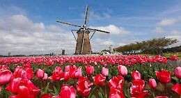 Dutch Blooms & Waterways: A Premium Tulip Tour