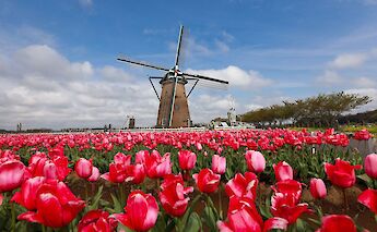 Vibrant tulip fields framed by one of Holland's iconic windmills. YeHan@Pexels