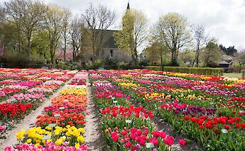 Historic tulip varieties preserved at this unique bulb garden. KentWang@Flickr