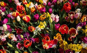 A vibrant display of spring flowers at Keukenhof. RBphoto@Flickr