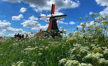 A classic windmill surrounded by spring blooms. AswathyN@unsplash