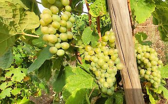 Grapes in a Rhône Valley vineyard. LavionRose@flickr