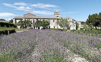 Lavender fields at Saint-Paul-de-Mausole. AlanE@Flickr