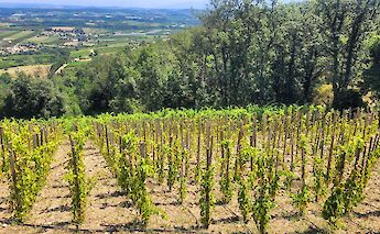 Rhône Valley vineyards. LavionRose@flickr