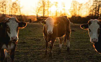 Cows in the Werder countryside. NadineRedlich@unsplash