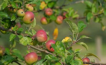 Werder an der Havel is renowned for its orchards. SebastianHerrmann@unsplash