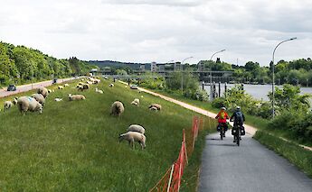 Cycling along the Elbe River near Geesthacht. wolfgangweiser@pexels