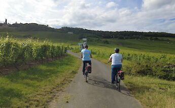 Cycling through the vineyards near Rüdesheim. toBBT