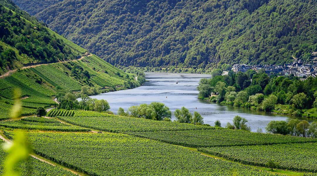 Vineyards along the Mosel River. toBBT