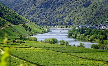 Vineyards along the Mosel River. toBBT