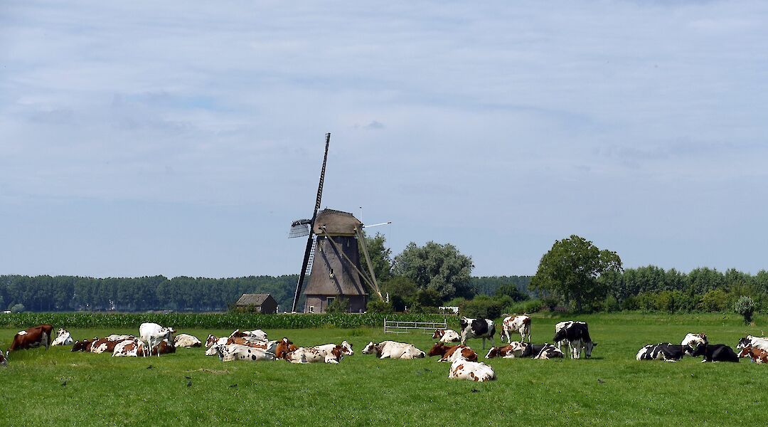 Cows grazing beside a windmill in the Dutch countryside. mrsbrown@pixabay