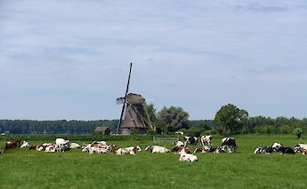 Cows grazing beside a windmill in the Dutch countryside. mrsbrown@pixabay