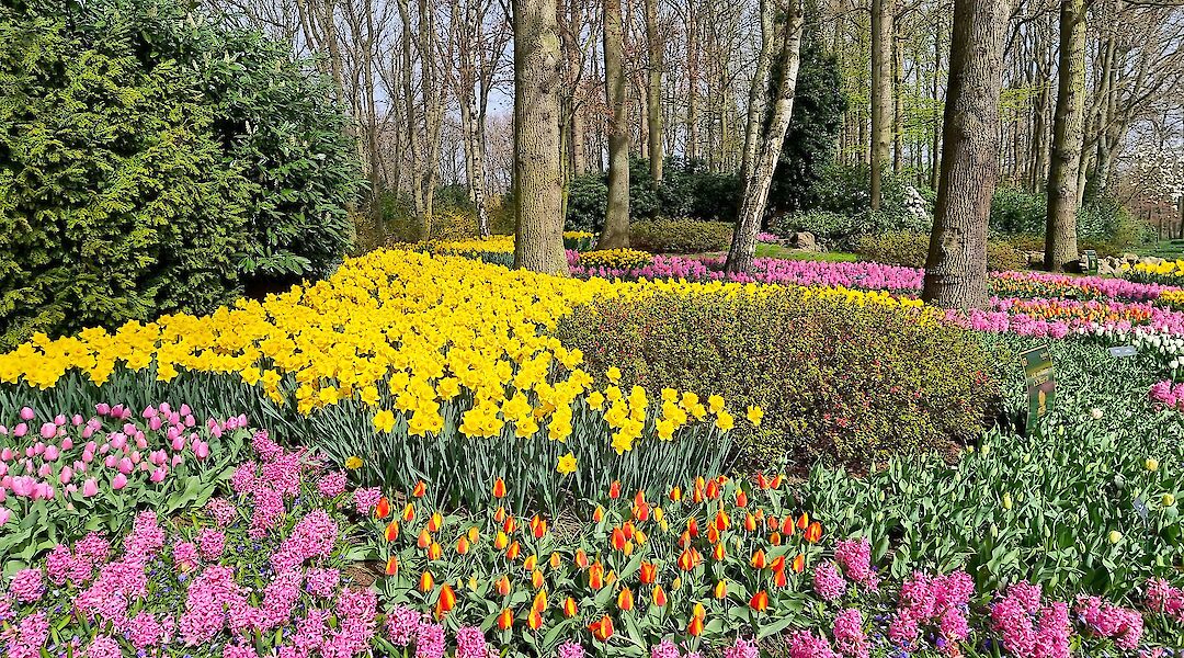 Beautiful flower displays at Keukenhof. Dassel@pixabay
