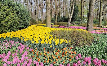 Beautiful flower displays at Keukenhof. Dassel@pixabay