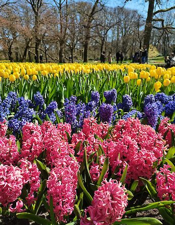 Hyacinths and daffodils in spring bloom. Muxin@pexels