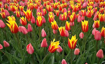 A vibrant sea of spring tulips at Keukenhof. Corexx@pixabay