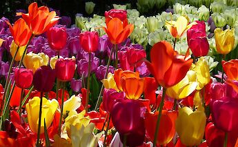 A brilliant display of multicolored tulips at Keukenhof. Jovanel@pixabay