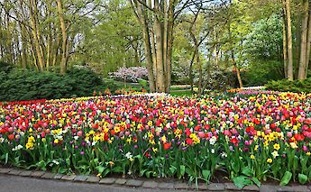 Colorful tulip beds at Keukenhof Gardens. mabelamber@pixabay