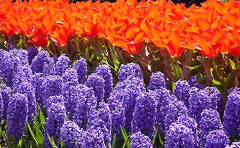 Vivid tulips and hyacinths at Keukenhof. @pixabay