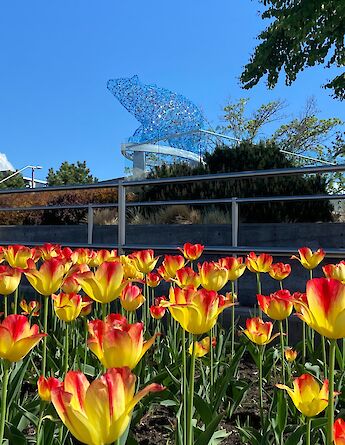 Blooming tulips in downtown Kelowna, British Columbia, Canada. CC:TO