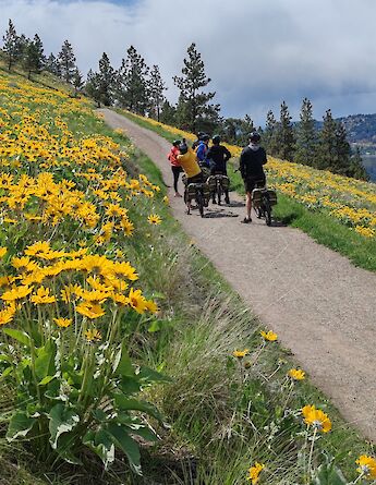 Cycling past yellow flowers near Okanagan Lake. CC:TO
